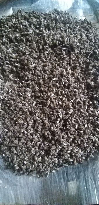 Vând albine uscate pentru tinctură podmore