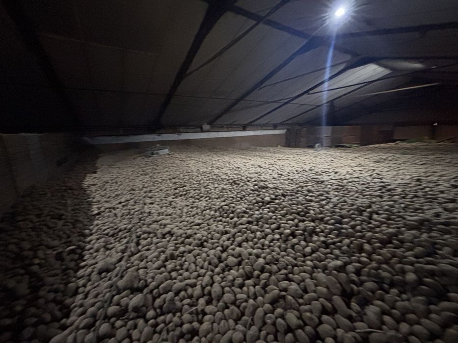 Cartofi Premium import Franta | Belgia | Olanda si Germania