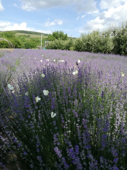 Ulei esential de lavanda