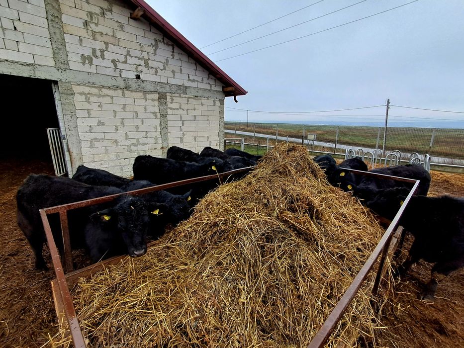 Vand baloti infoliati de orz