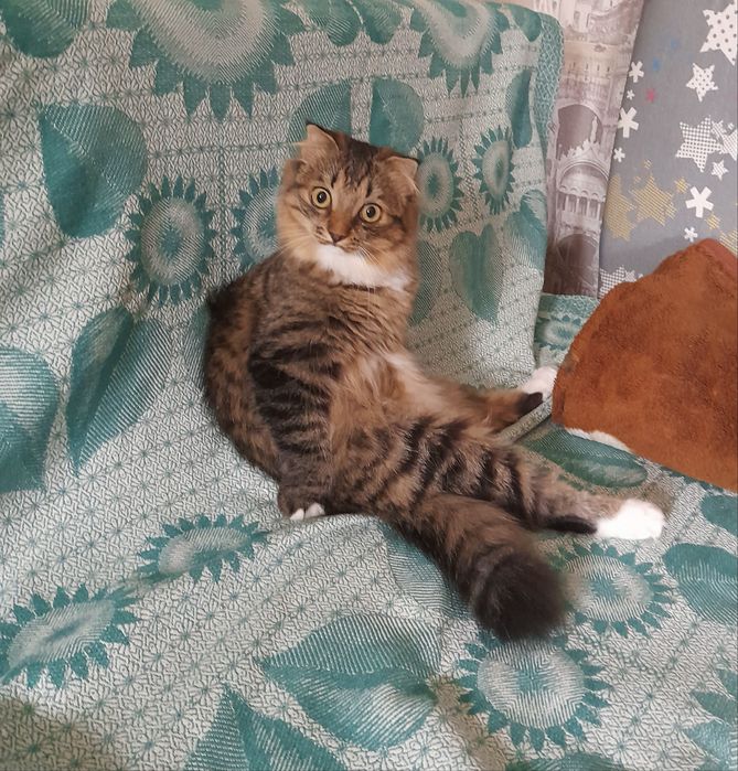 Отдам кошку в хорошие руки