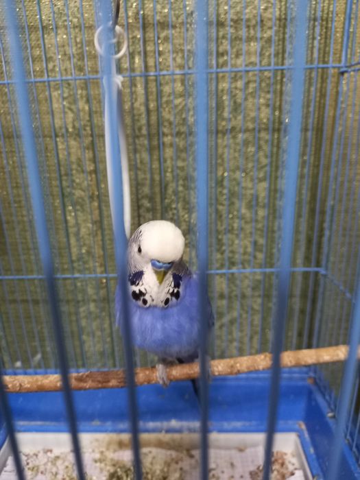 Продам попугая в месте с клеткой