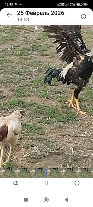 Сатлады срочнаа.