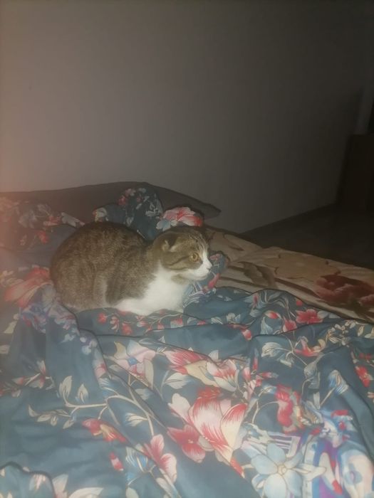 Отдам котёнка бесплатно