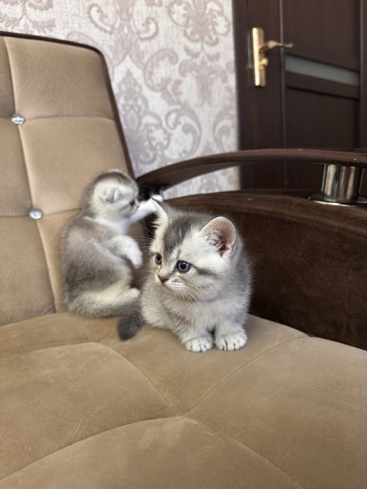 Продаю срочно  серебристую шиншлилу