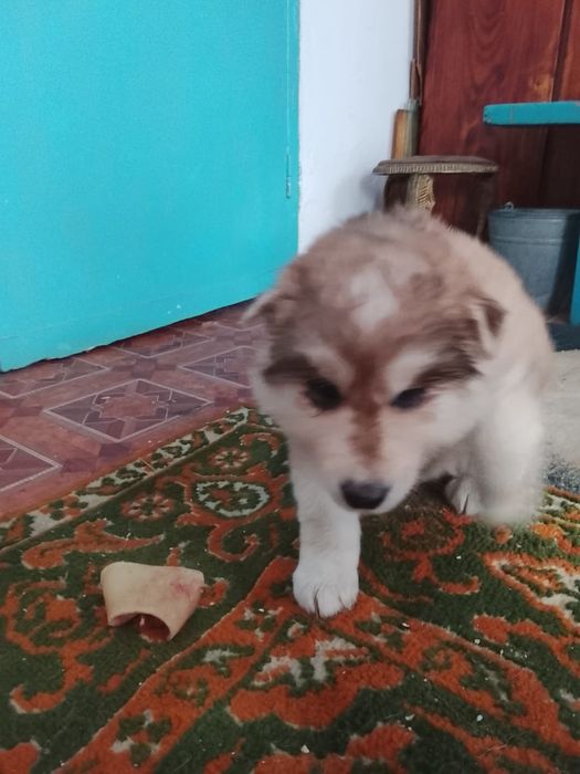 Продам щенят лайка хаска щенкам полтора месяца