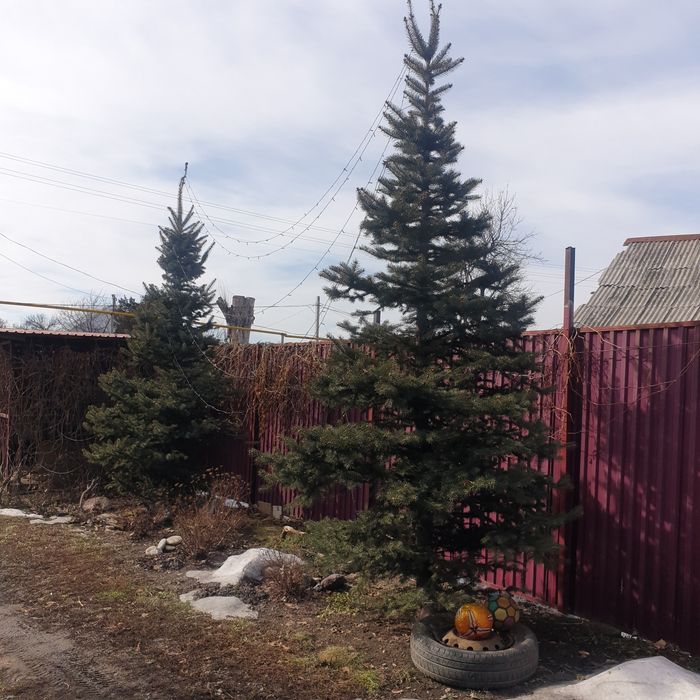 Продам ели голубые