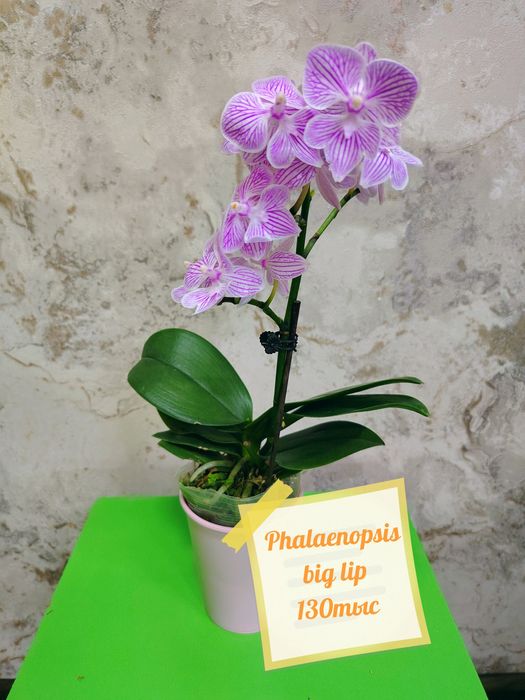 Phalaenopsis big lip