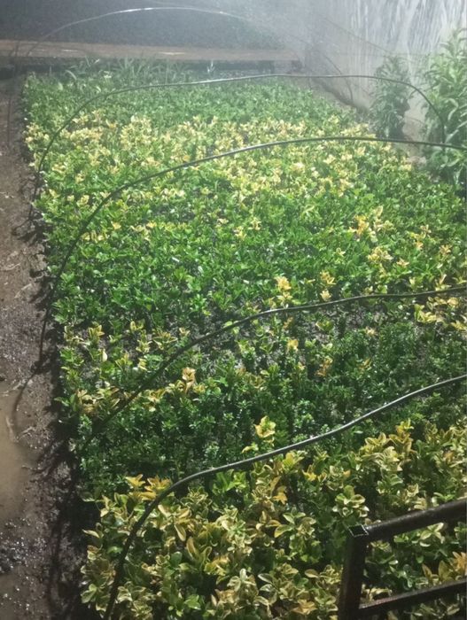 Gul kochatlari sotiladi 10 000 mingdan