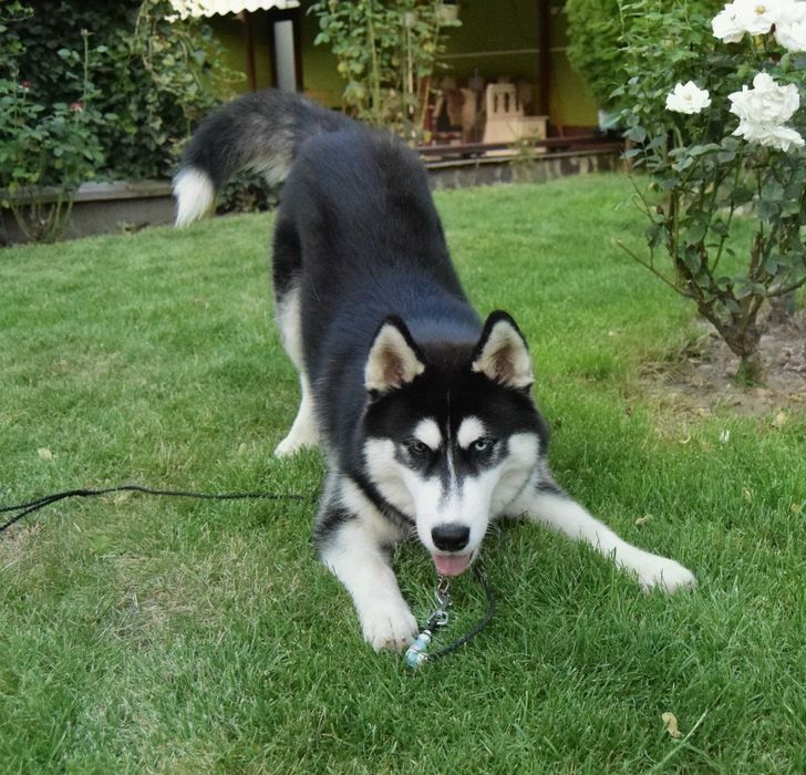 Pui Husky Siberian, părinți multipli campioni!