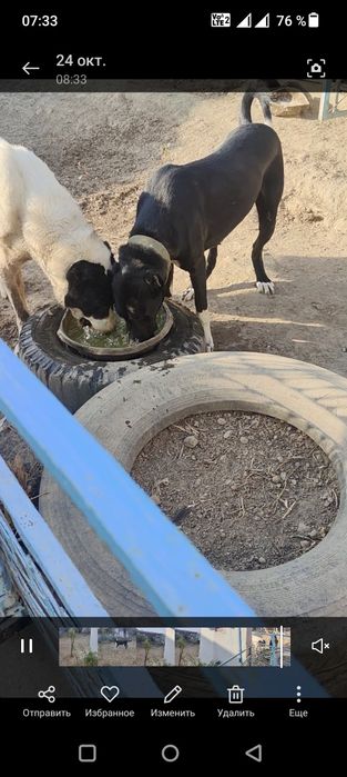 Срочно сатылады ургашы