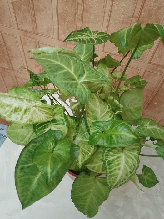 Продаю цветок сингониум