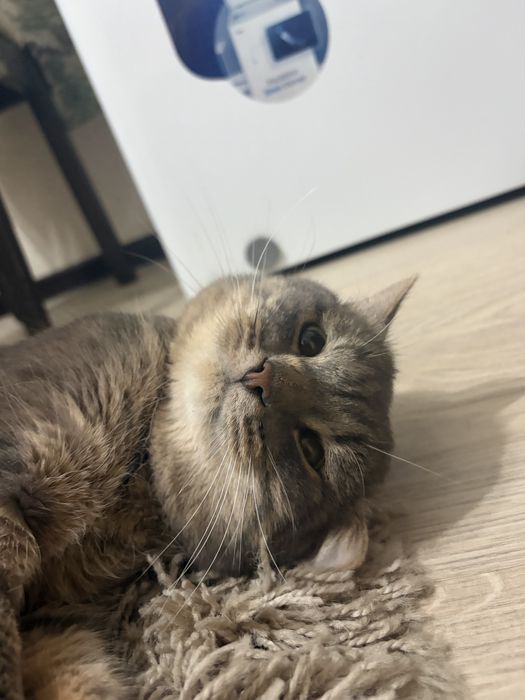 Кот в добрые руки