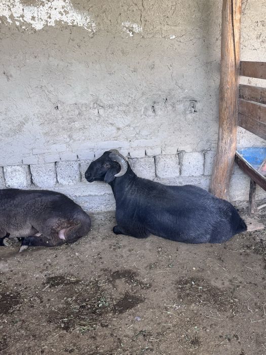 Boqilgan qochqorla sotiladi