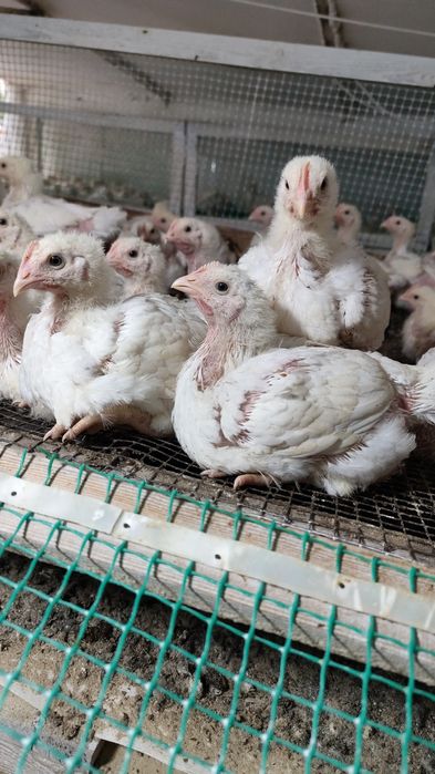 Подрощенная птица!