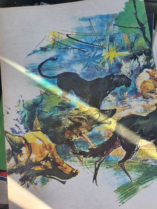 Книга за джунглата