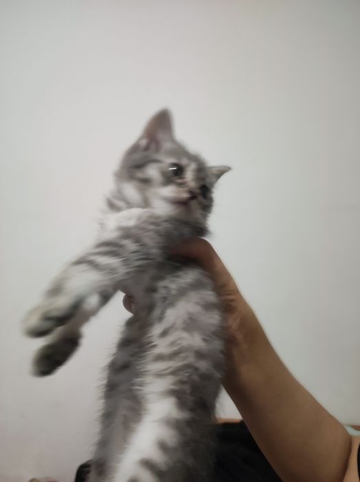 Котёнок породистый