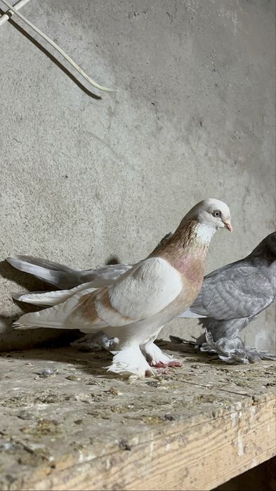 голуби продаються