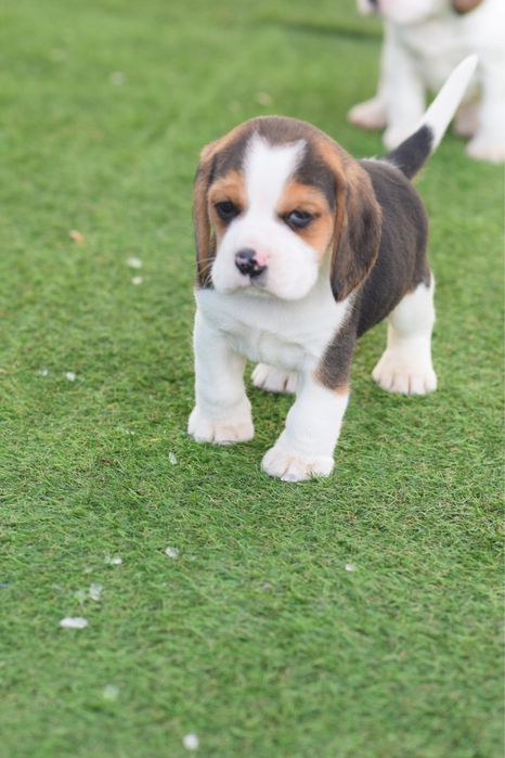 Mascul beagle 7 saptamani