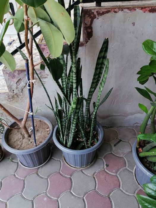 Продам домашние цветы срочно