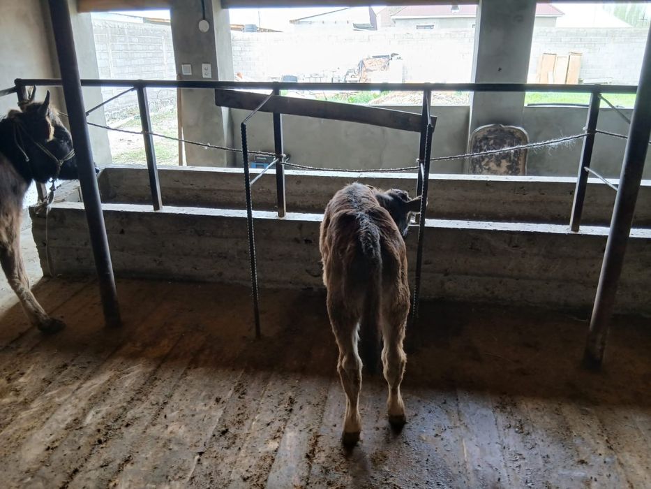 Бұзаулы сиыр сатылады .