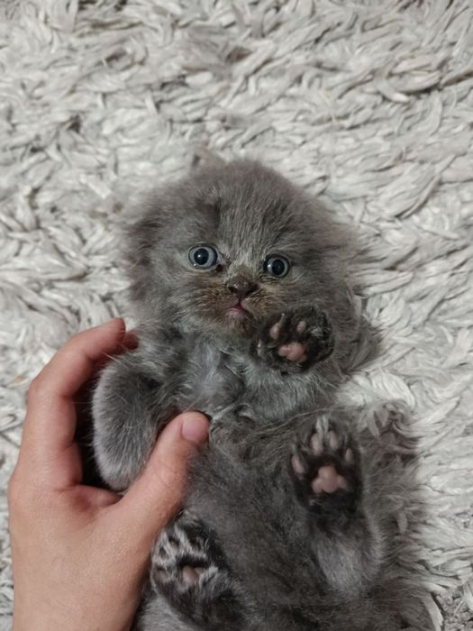 продаются шотландские вислоухие, scottish fold
