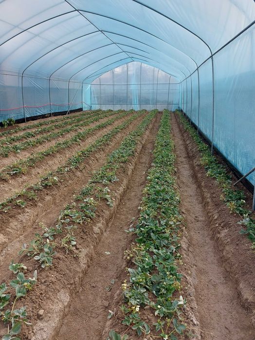 Parnik.Teplitsa. Issiqhona Qarey4iski 2 sotik atsenkovka zavodskoy