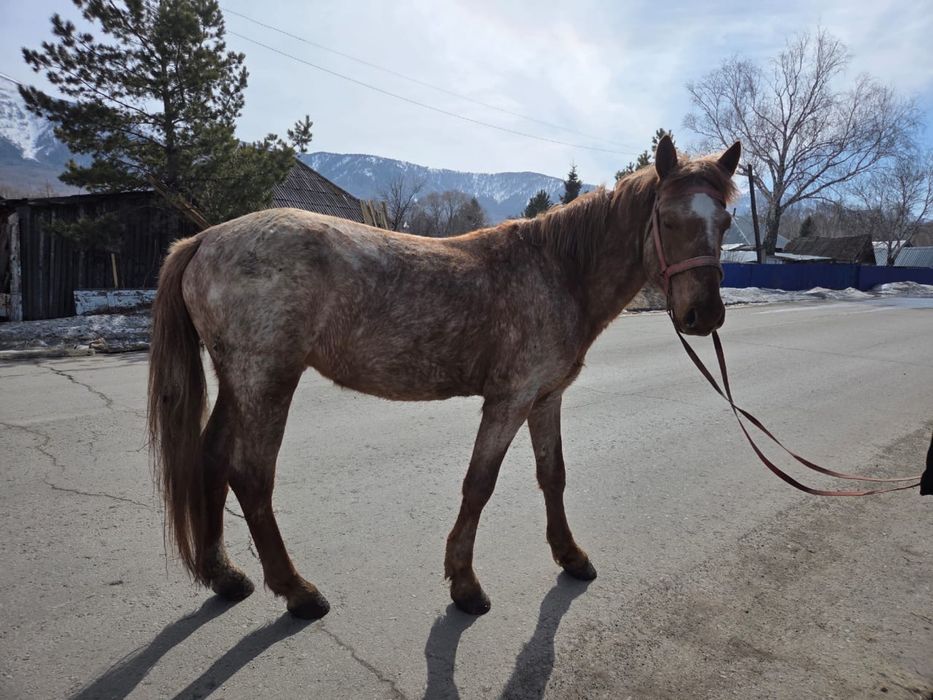 Жеребец 5 лет обьезженый