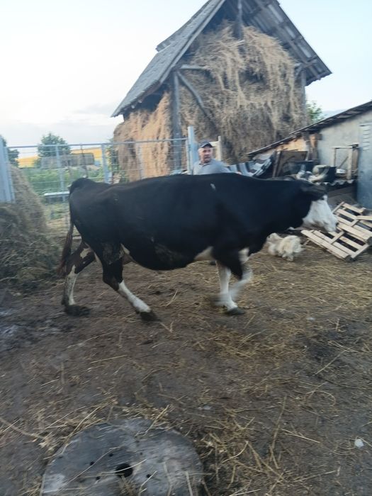 Vand vaca gestanta