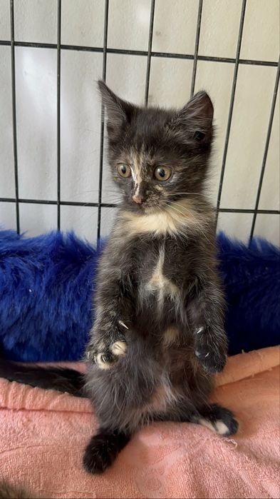 В добрые руки котята
