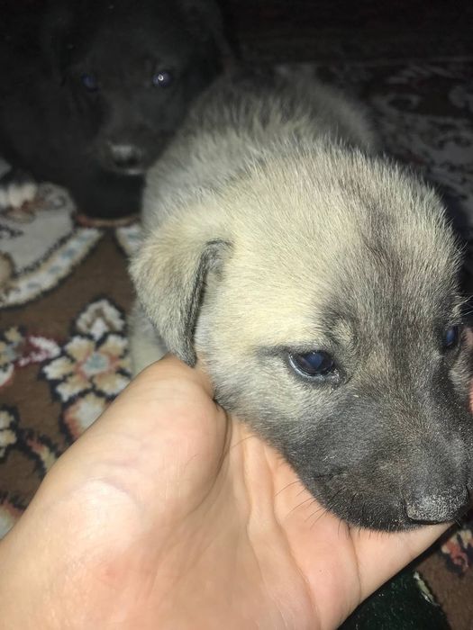 Хаски кушык сатылады