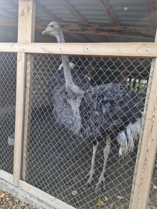 Страус африканский