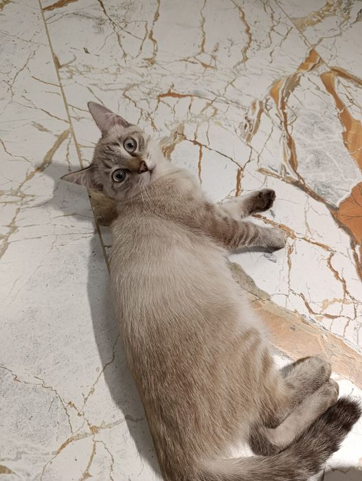 Котенок подросток