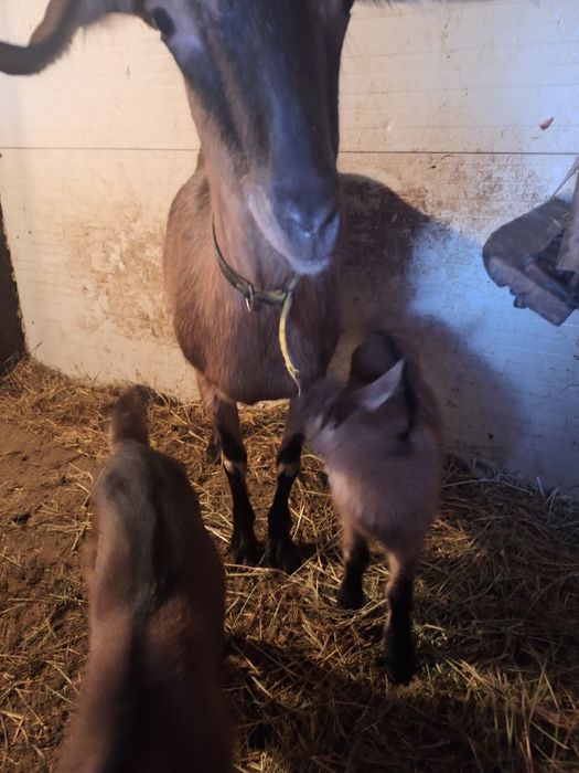 Capra metis de alpin francez