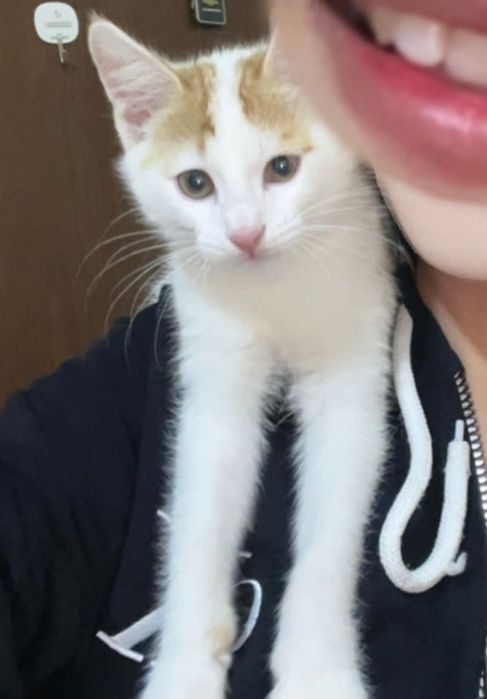 Mushuk bor, juda aqilli. ogil bola chiroyli