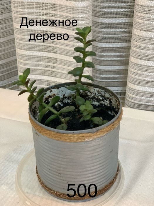 Комнатные  цветы разные