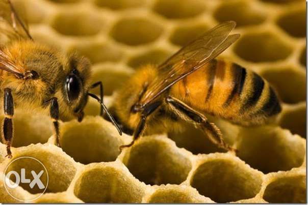 Натуральный Лечебный Мёд 3.000 тг./кг.