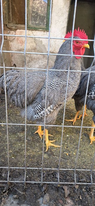 Vând cocosi Plymouth Rock Barat