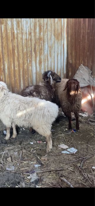 токтылар сатылады семыз