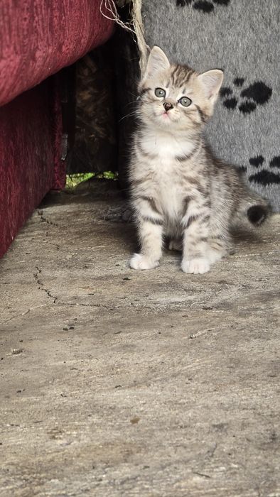 Отдам котят даром
