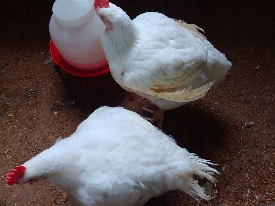 Pui alb de carne 3 kg