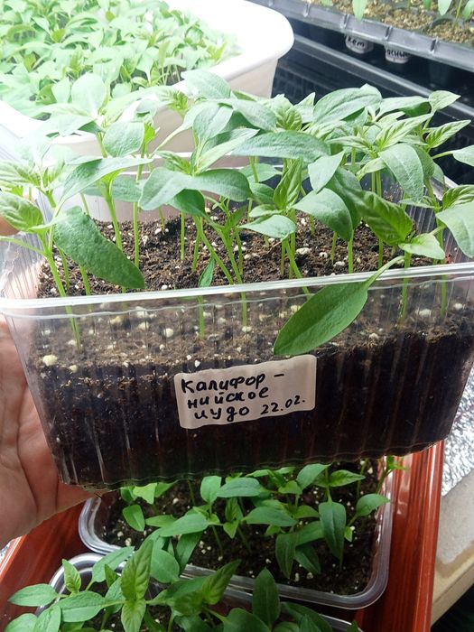 Рассада сладкого перца