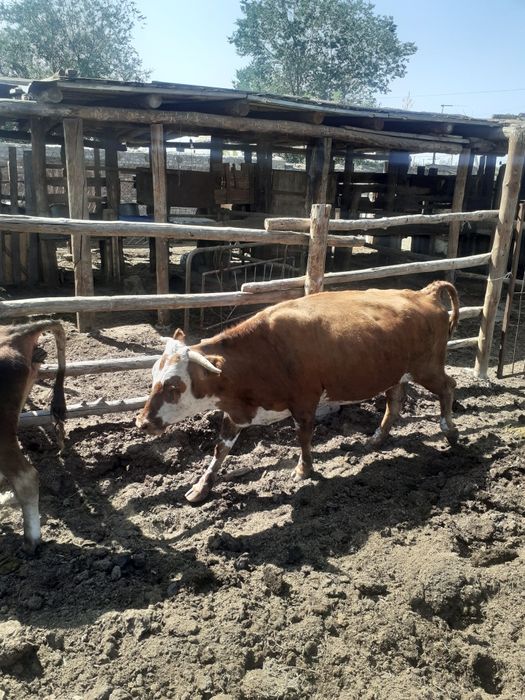 Сиырлар сатылады