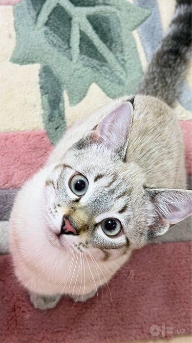 Отдам в добрые руки котика по кличке ( Пузя )