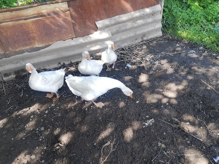 Гуси, линда, каз