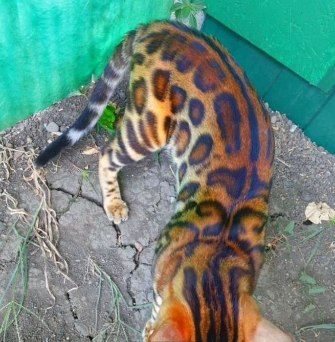 Бенгальские котята с документами