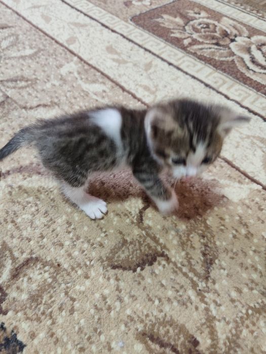 Отдам котят в хорошие руки