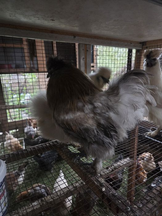 Семья китайских шелковых.