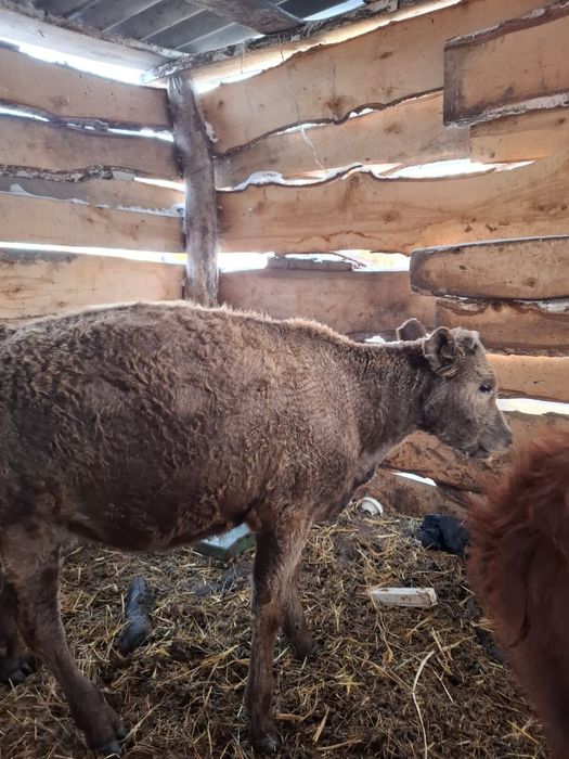 Тёлочка 7-8 месяцев