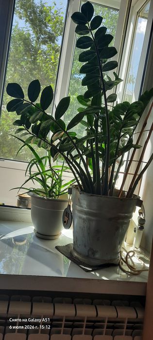 продам замиокулькас